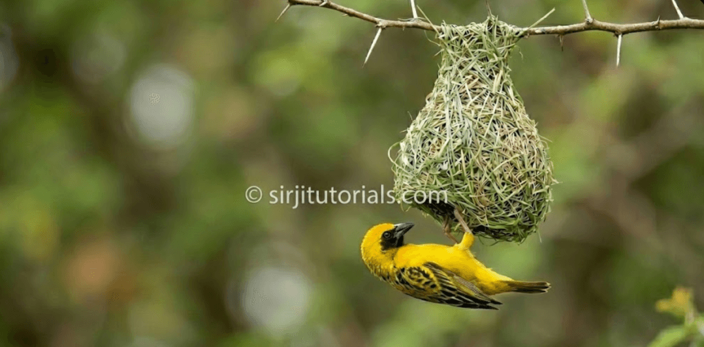 Look at this picture and have a discussion with your partner on how birds and animals make the world a better place to live in. (See the book for the picture)