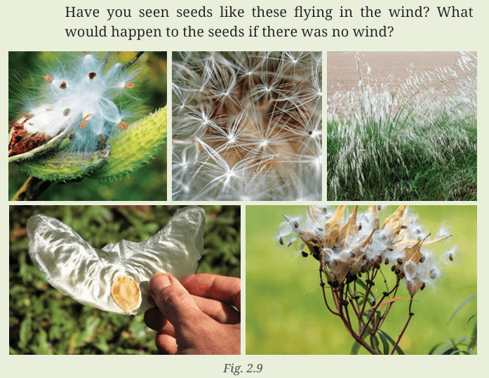 Class 7 NCERT Social Science Chapter 2 fig. 2.9 Seeds Dispersal by wind